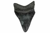 Serrated, Fossil Megalodon Tooth - South Carolina #340462-1